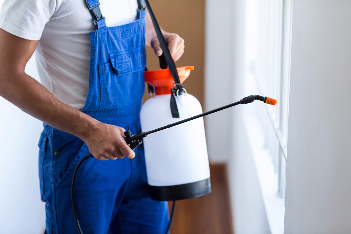 How to Know If You Really Need Professional Pest Control Services