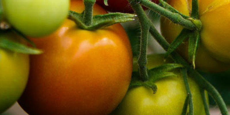 How Many Cherry Tomato Plants Per Hanging Planter?