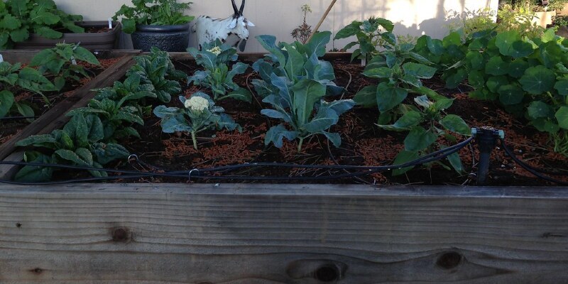 Strawberry Plants Because Perennials