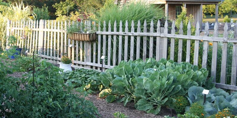 Floating Plants for Shady Ponds